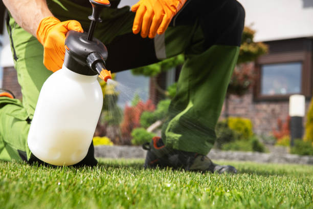 Wasp Removal Services in Eleele, HI
